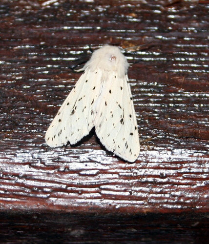 White Ermine