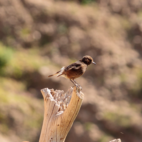 Black Wheatear