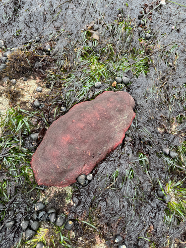 Gumboot Chiton