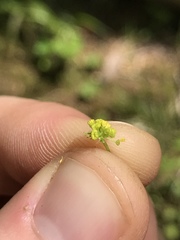 Thaspium trifoliatum
