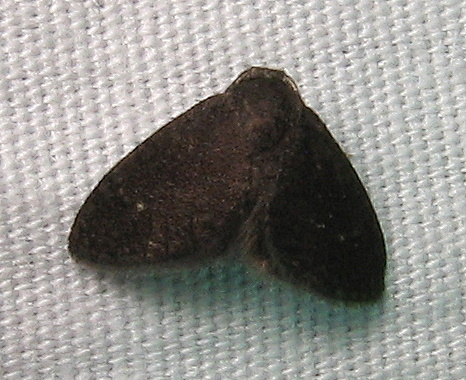 Fulgoraecia
