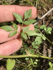 Thaspium trifoliatum