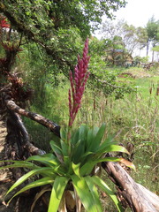 Tillandsia lucida