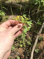 Thaspium trifoliatum
