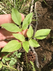Thaspium trifoliatum