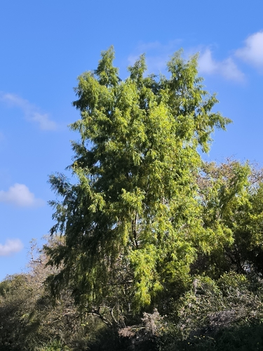 Salix humboldtiana, photograph 6