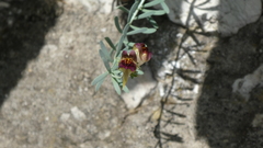 Linaria tristis, photograph (c) frangp, some rights reserved (CC BY)