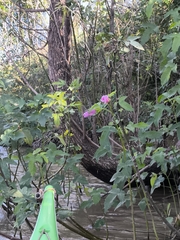 Hibiscus striatus