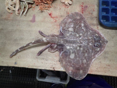 Murrays rog (Bathyraja murrayi) — Arhynchobatidae — 2