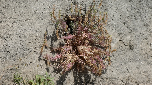 Linaria tristis, photograph 4