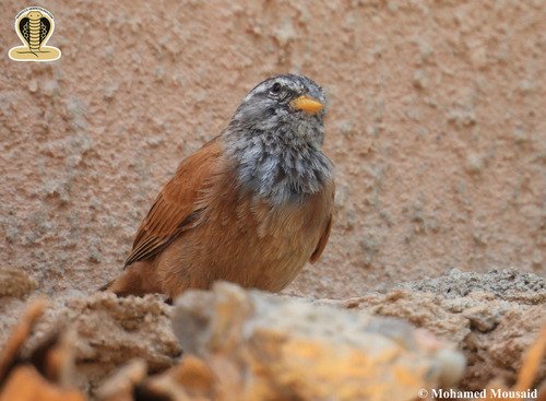 House Bunting