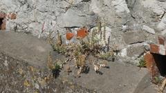 Linaria tristis