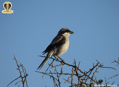 Great Grey Shrike