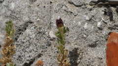 Linaria tristis, photograph (c) frangp, some rights reserved (CC BY)