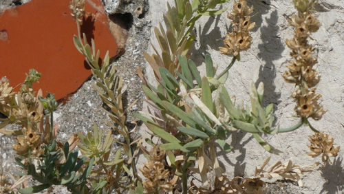 Linaria tristis, photograph 2