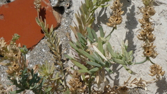 Linaria tristis, photograph (c) frangp, some rights reserved (CC BY)