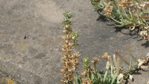 Linaria tristis, photograph 3