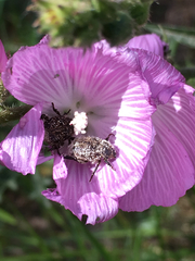 Hoplia