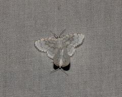 Hydrelia albifera