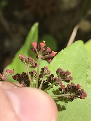 Thaspium trifoliatum trifoliatum