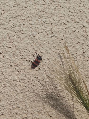 Bee-eating Beetle