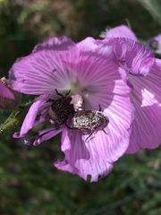 Hoplia