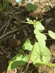 Thaspium trifoliatum trifoliatum