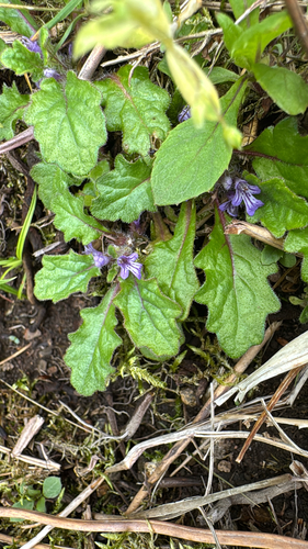Ajuga decumbens observed 2026-06-15