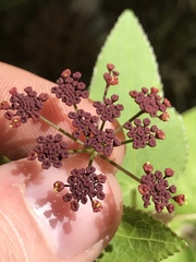 Thaspium trifoliatum trifoliatum