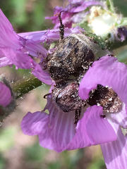 Hoplia