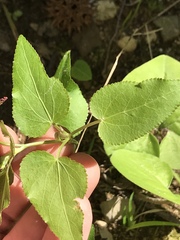 Thaspium trifoliatum trifoliatum