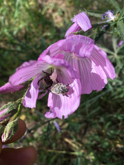 Hoplia