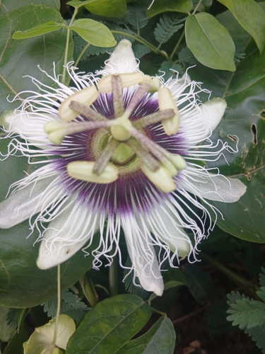 common passionfruit
