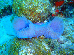 Callyspongia plicifera