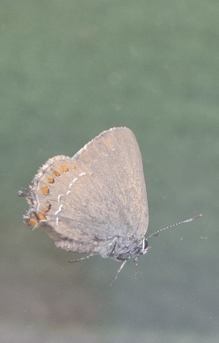 False Ilex Hairstreak
