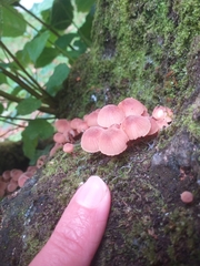 Mycena parsonsii