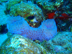 Callyspongia plicifera