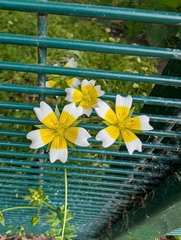 Limnanthes douglasii