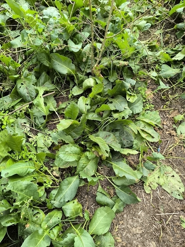 Jaborosa integrifolia, photograph 5