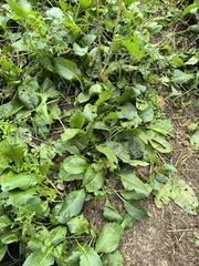 (c) Nico Yak, some rights reserved (CC BY) Jaborosa integrifolia, photograph (c) Nico Yak, some rights reserved (CC BY)