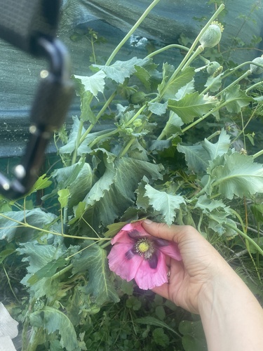 opium poppy