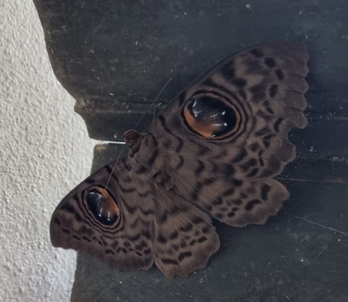 Common Owl Moth