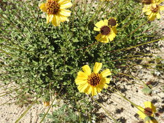 Encelia asperifolia