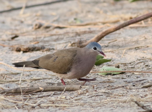 iNaturalist image