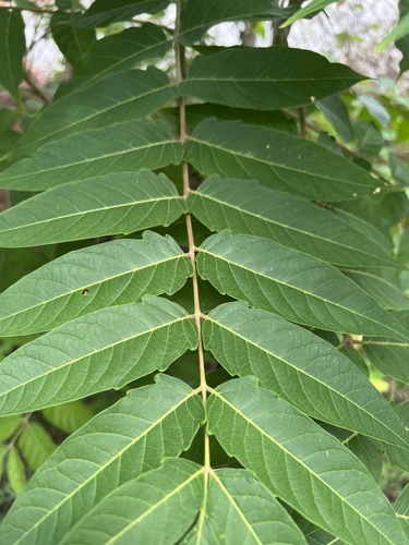 tree-of-heaven