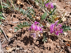 Astragalus shortianus