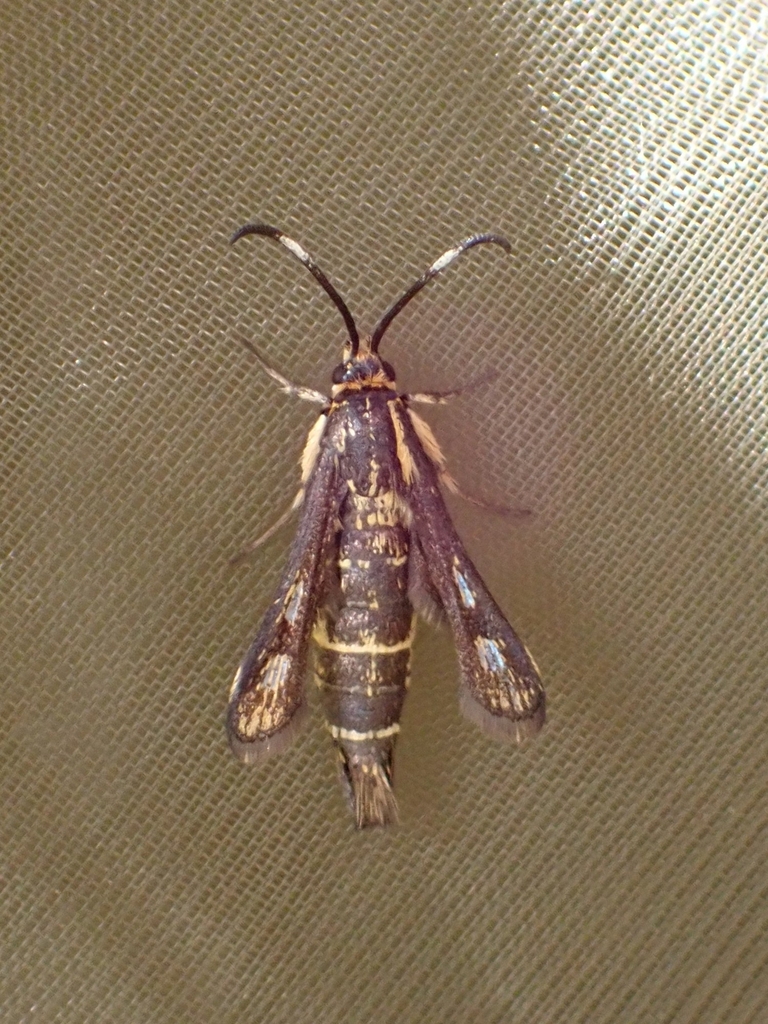 Pyropteron meriaeforme