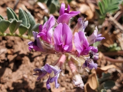 Astragalus shortianus