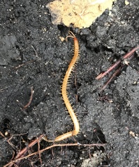 Geophilus flavus