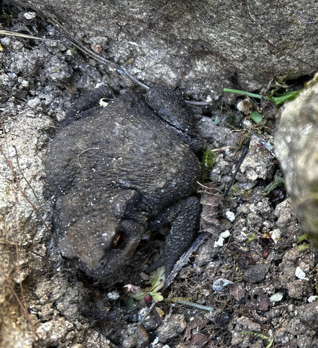 Spiny Toad